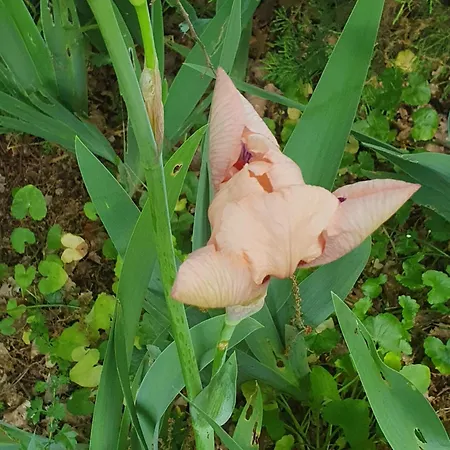 Accueillante Au Coeur Des Cevennes