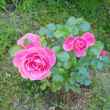 Accueillante Au Coeur Des Cevennes Molieres-Cavaillac